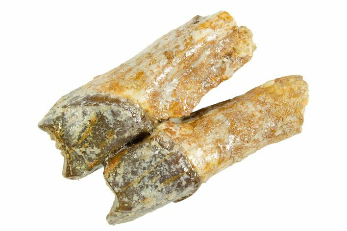 Fossil Running Rhino (Hyracodon) Rooted Tooth - South Dakota #364427